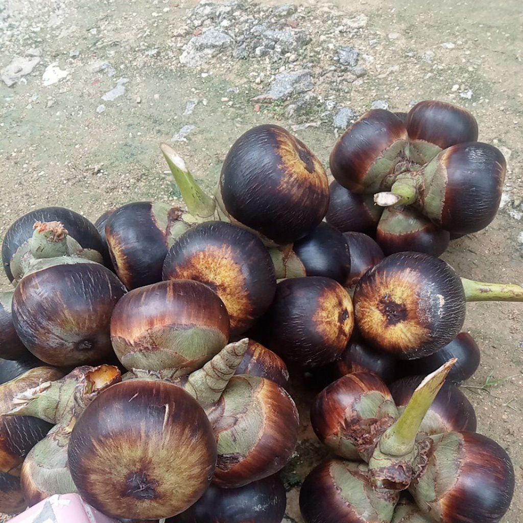 siwalan hasil panen asli Madura grad A