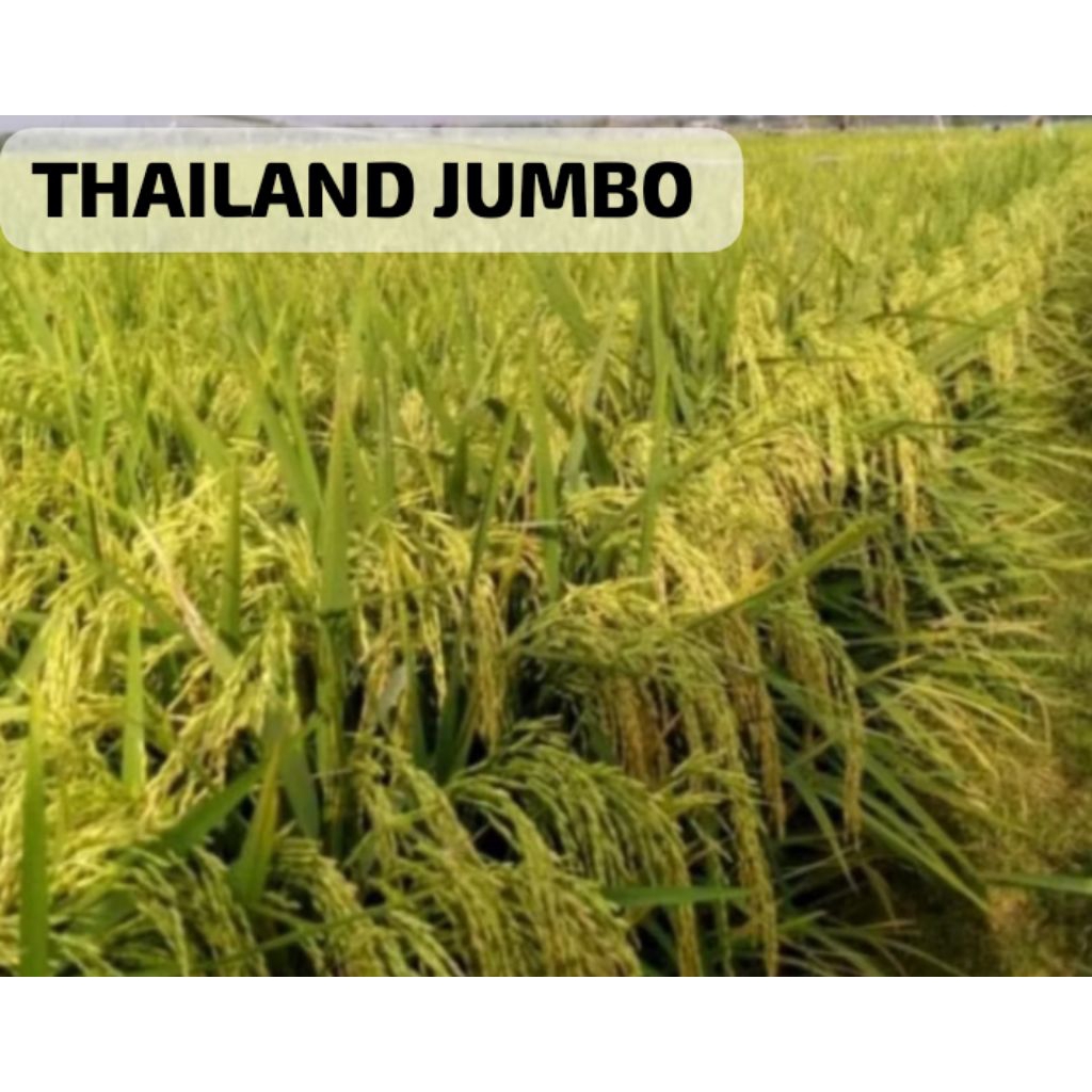 BENIH PADI UNGGUL LOKAL THAILAND JUMBO