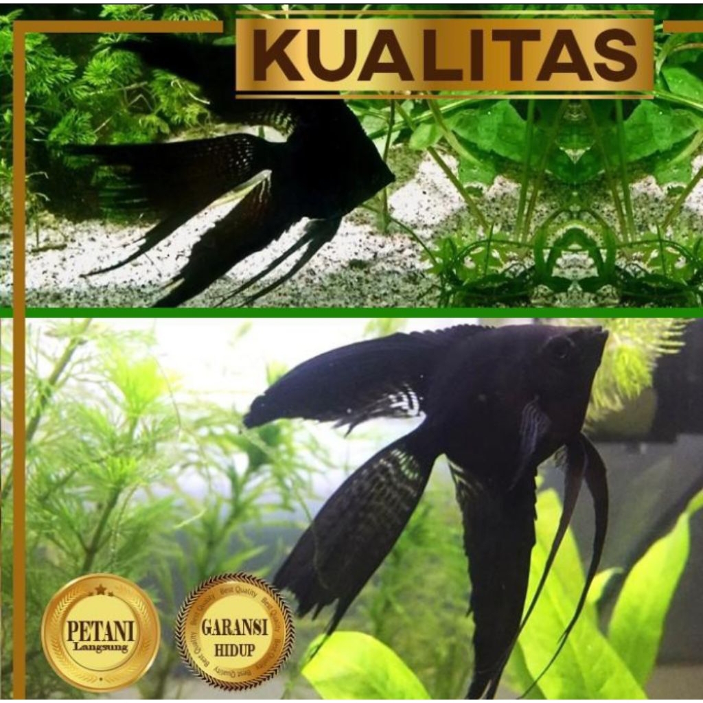 10 Ekor Manfish Full Black Slayer Ikan Hias