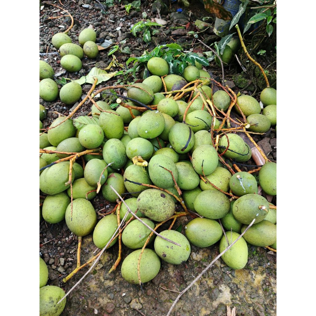 Buah mangga pakel muda segar 1kg/mangga limus harum