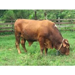 EDISI KURBAN SAPI/DOMBA Kurban Sapi Utuh 250 - 300 Kg Jantan
