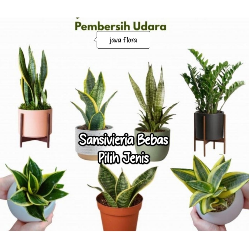 Tanaman Hias Sansevieria Bebas Pilih Jenis