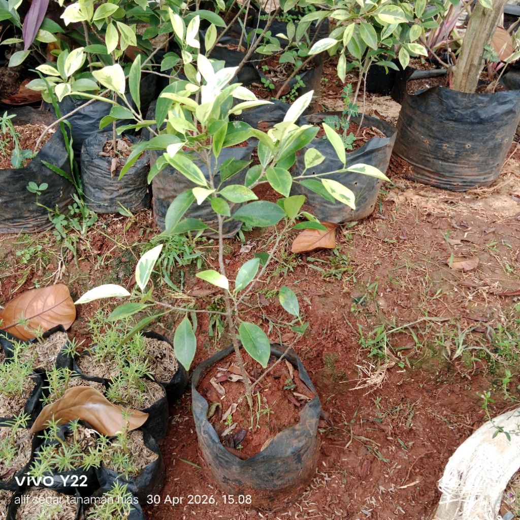 tanaman hias, pohon beringin variegata kuning.pohon beringin variegata kuning