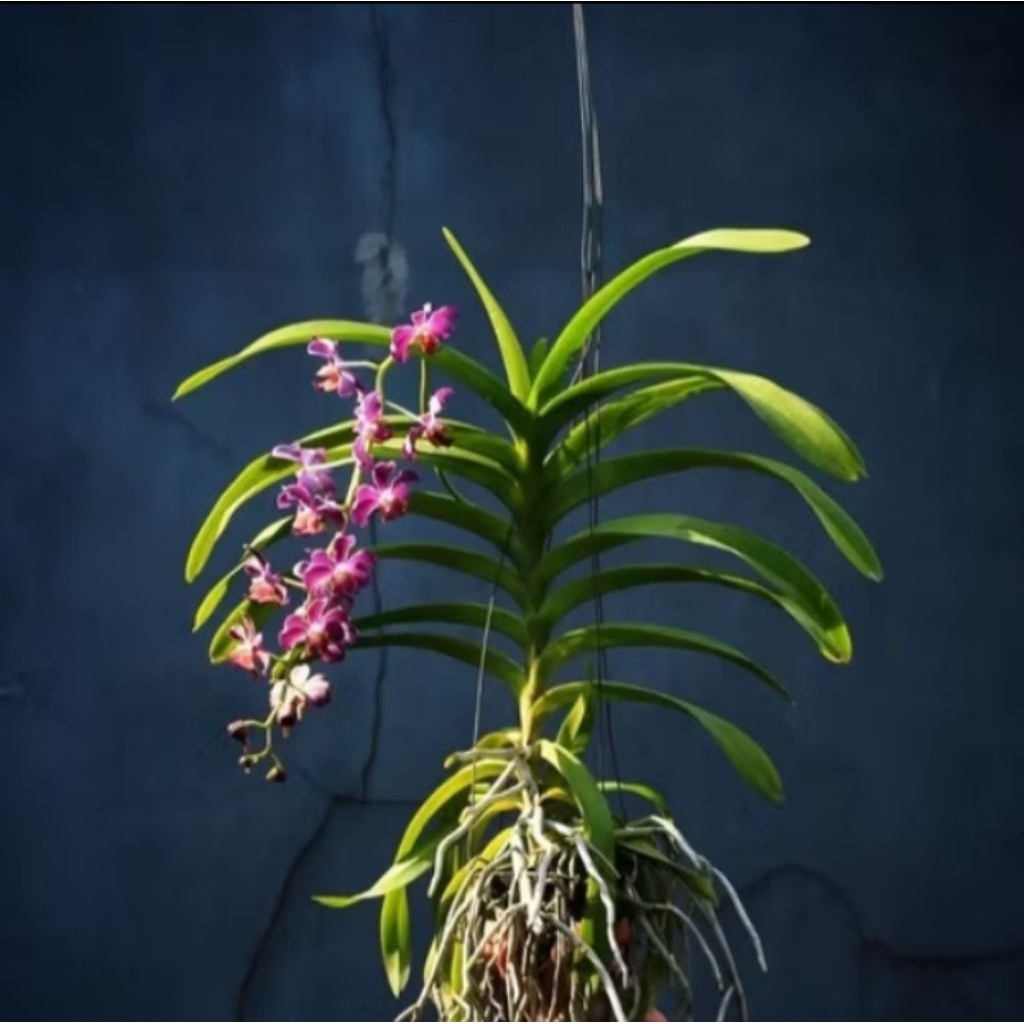 Anggrek Vanda dewasa siap berbunga