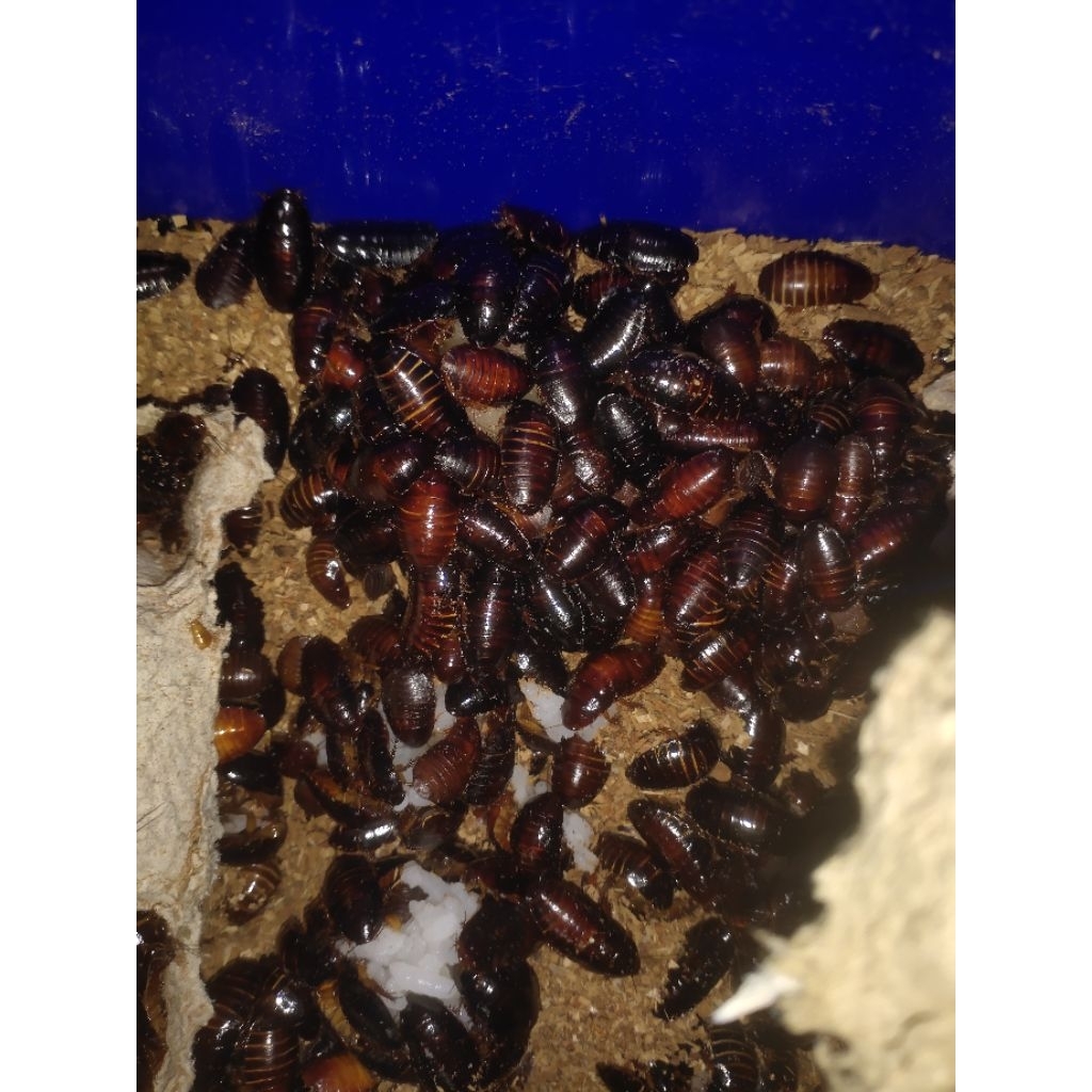 Kecoa Menje / Ceremenje / Kecoa Batu  Umpan Gacor