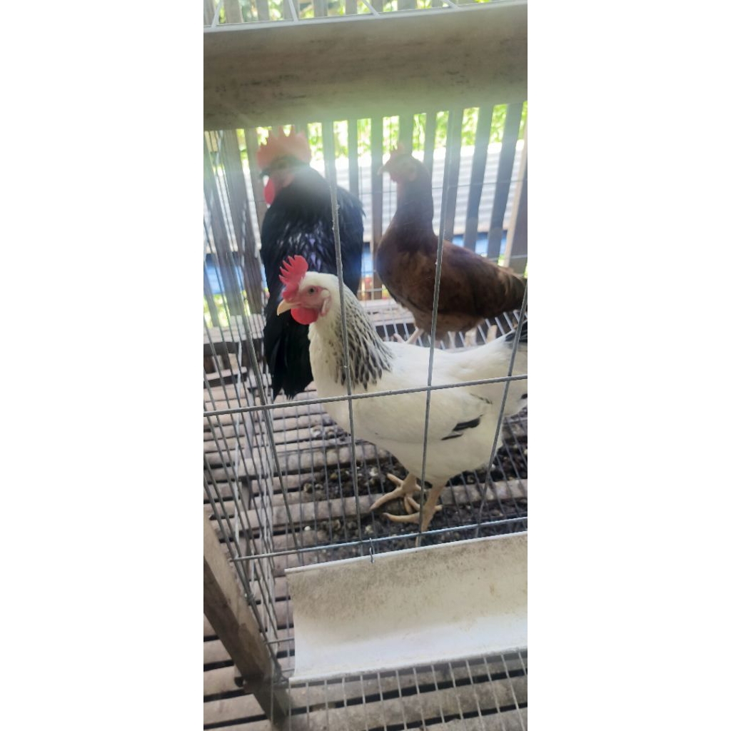 telur ayam fertil KUB x australorp