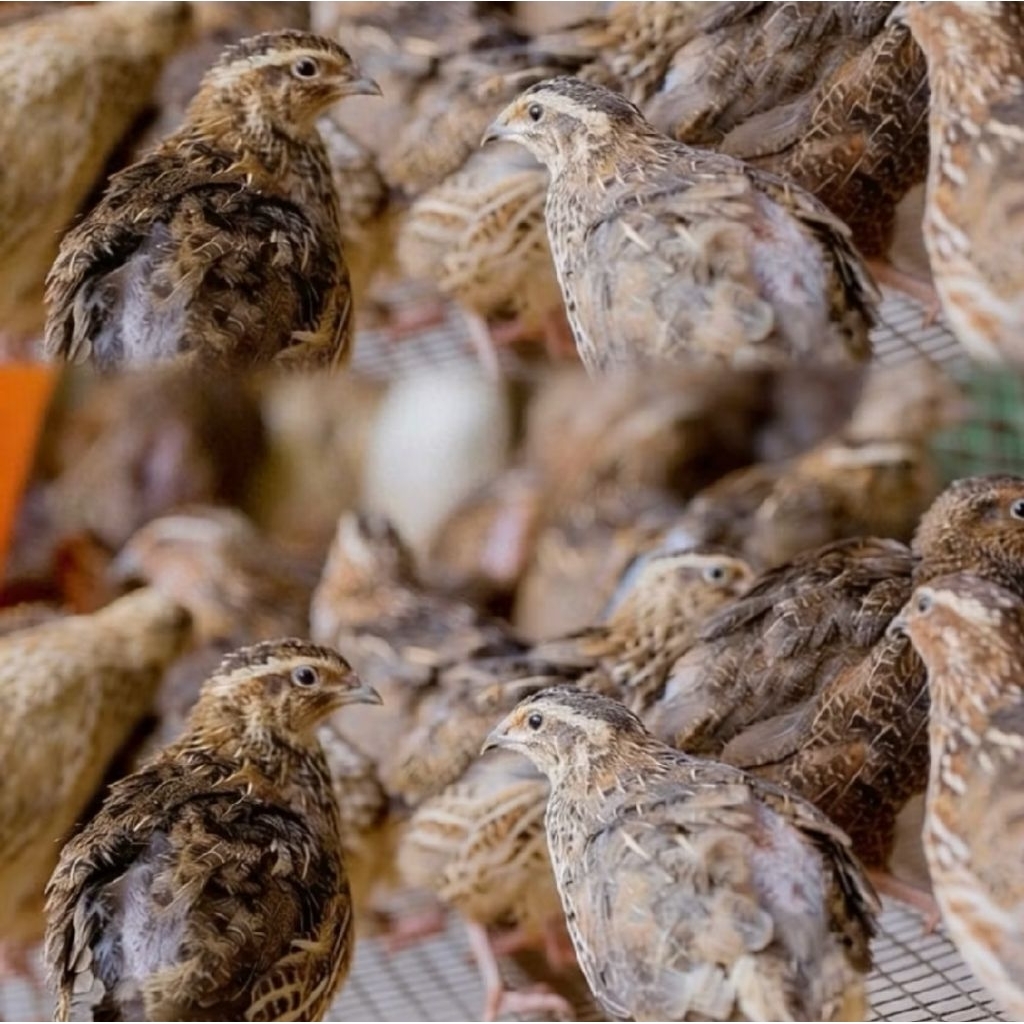 Burung Puyuh Jantan Remaja Berkicau