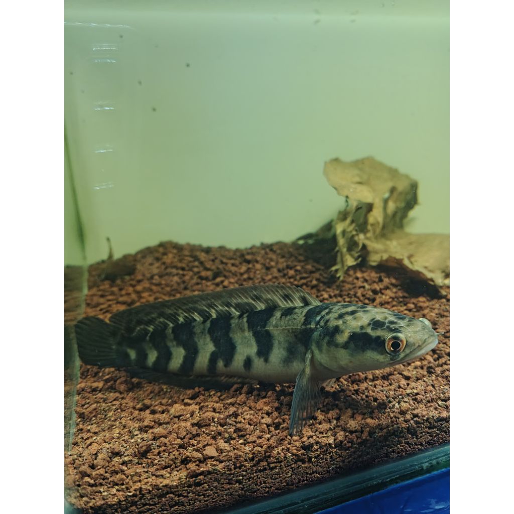 chana maru red barito jumbo 20cm++