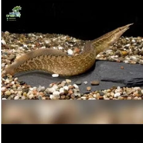 Sili Bambu eel ukuran 12-30cm Ikan Sili batik ikan alam hiasan aQuascape/akuarium