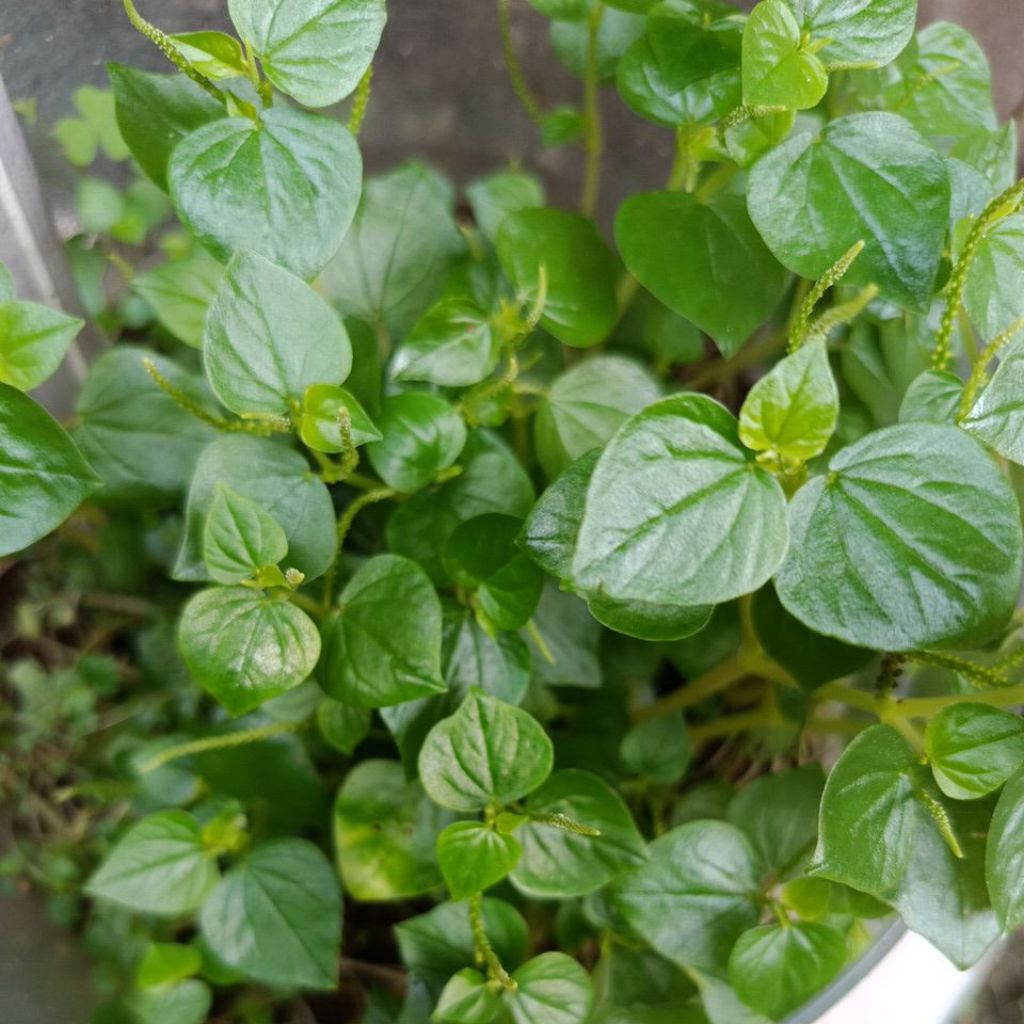 Daun Sirih Cina (Ketumpang Air)