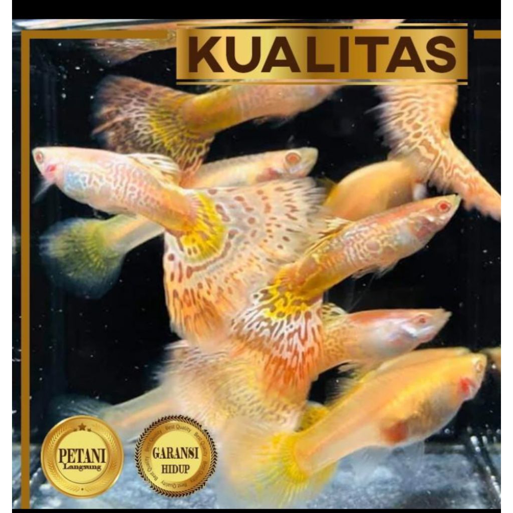 10 Ekor Guppy Sultan Yellow Tiger Albino