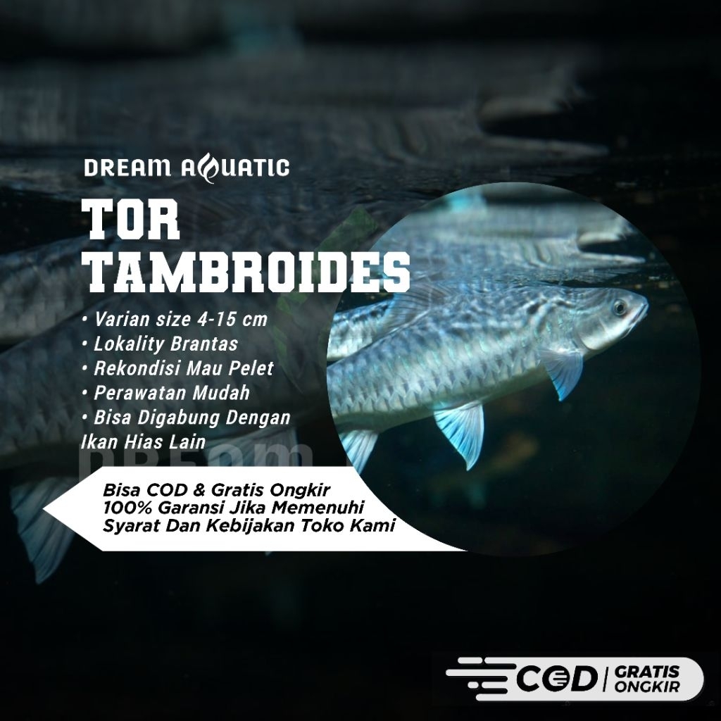 JUAL BLUE MAHSEER TAMBROIDES HIASAN AQUARIUM/AQUASCAPE