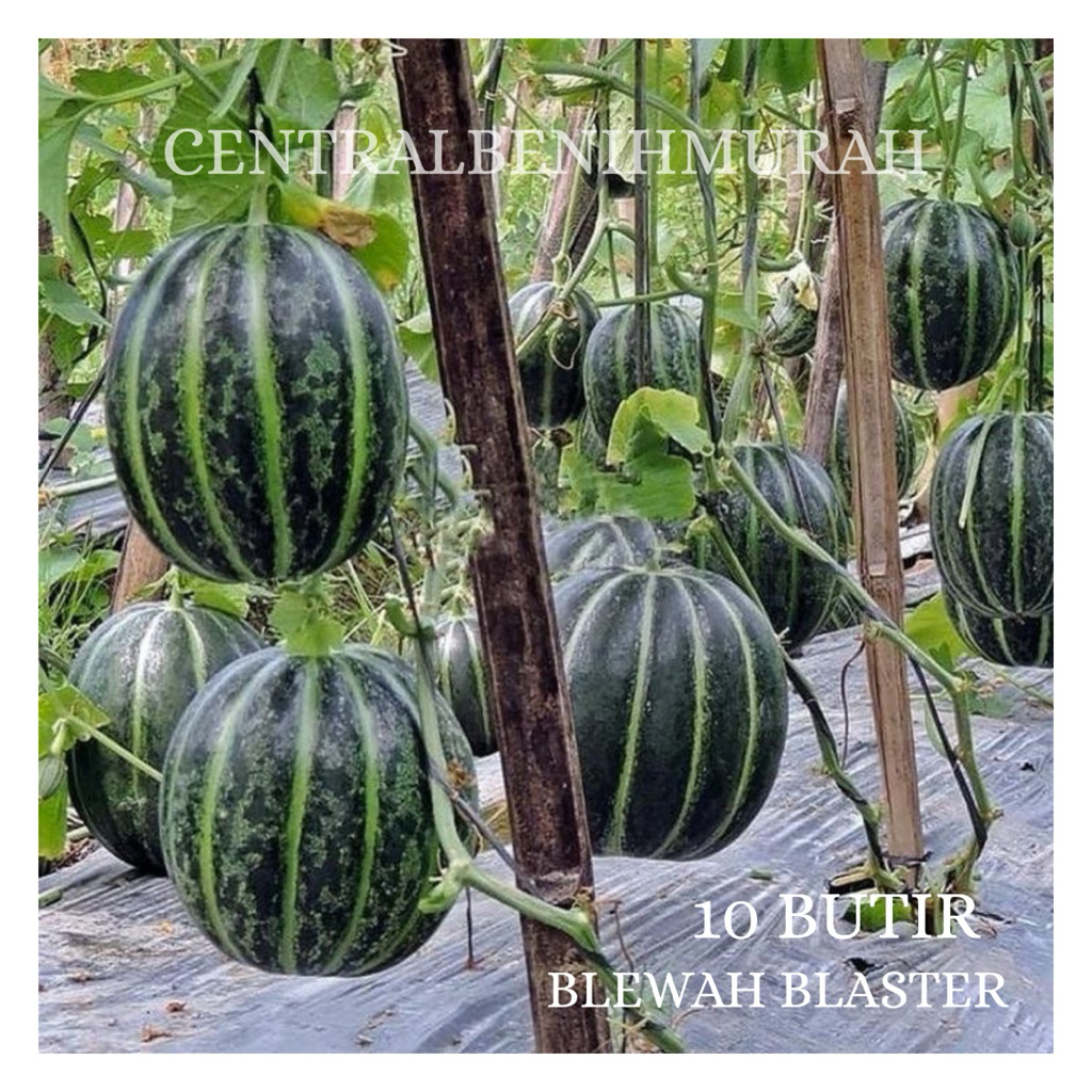 10 BUTIR BENIH TANAMAN BLEWAH BLASTER