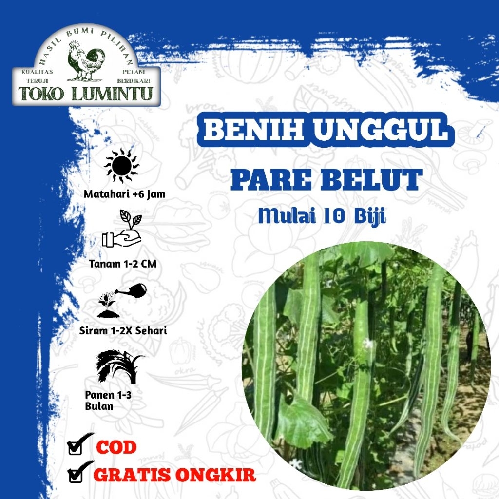 Benih Pare Belut Unggul - Benih Pare Belut Panjang Eksotis & Super Lebat
