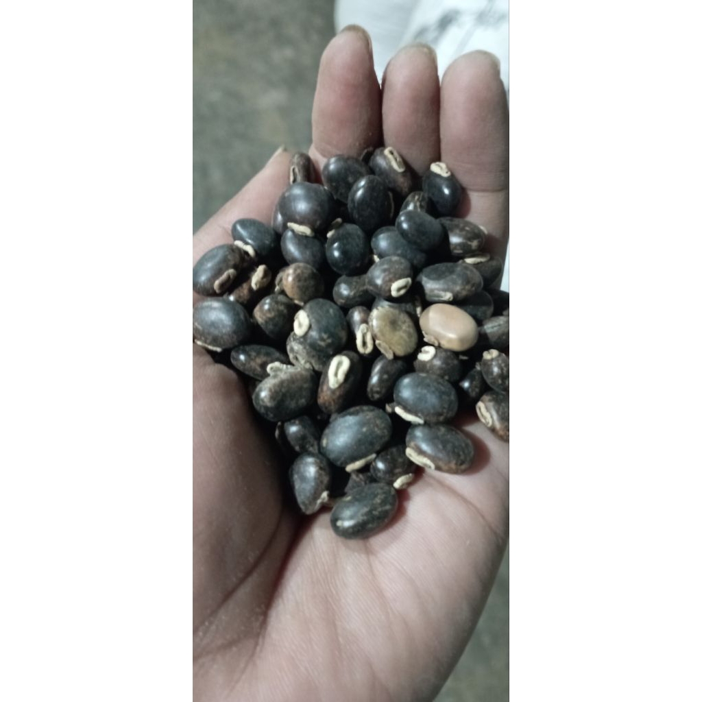 Biji Benguk Hitam Kering(koro benguk hitam) – Siap jadi olahan makanan / Bibit Tanaman Mucuna prurie