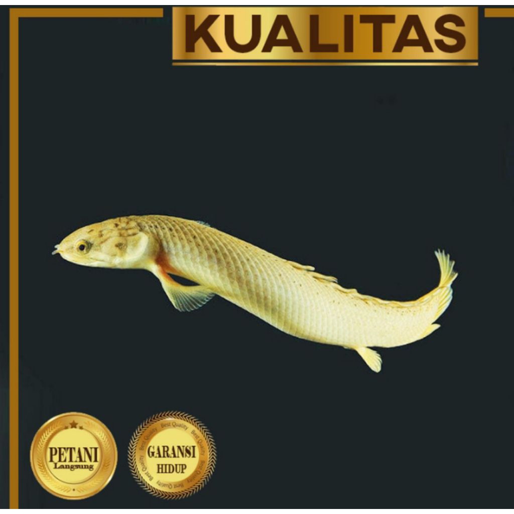 Palmas Golden Senegalus Ikan Hias Predator