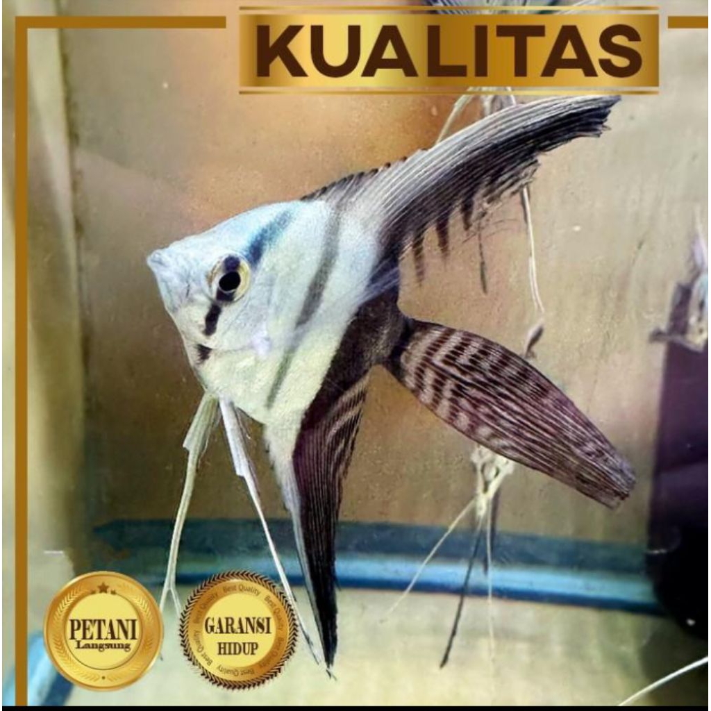 10 Ekor Manfish Zebra Slayer Ikan Hias