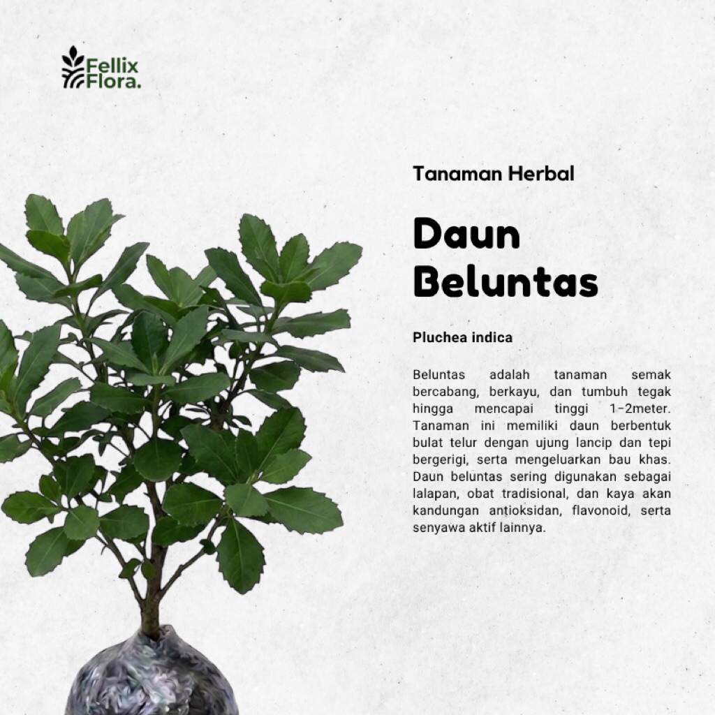 Tanaman Herbal Daun Beluntas - Luntas / Pohon Beluntas