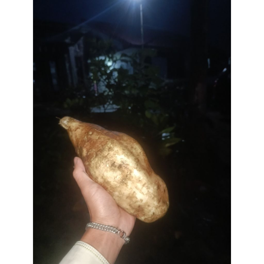 ubi yakon 1kg asli wonosobo jaminan manis