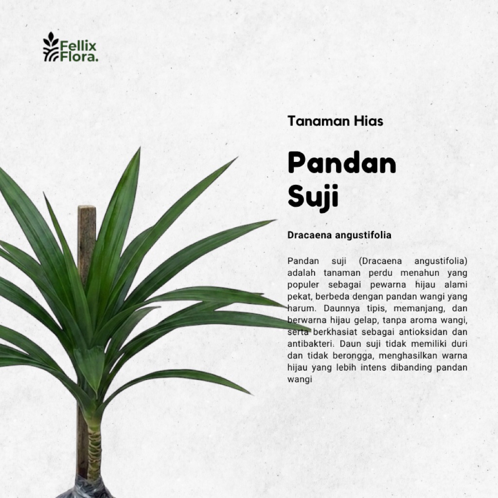 Tanaman Pohon Pandan Suji / Tanaman Daun Pandan - Suji Hijau