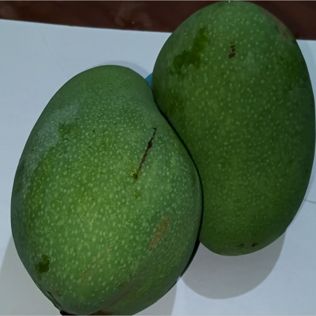 MANGGA Gadung 1kg baru petik dari pohon