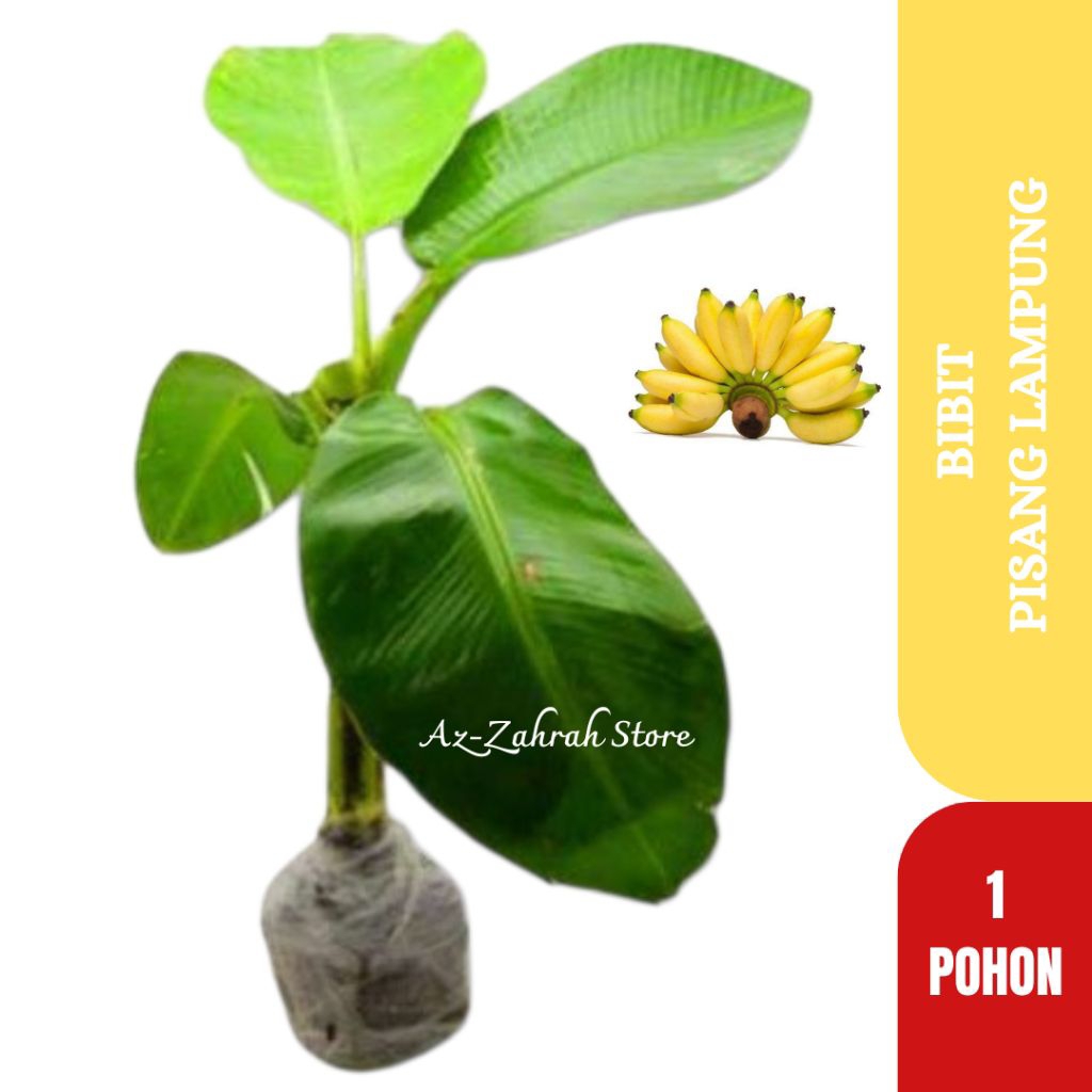 Bibit Pohon Pisang Lampung | Pisang Muli