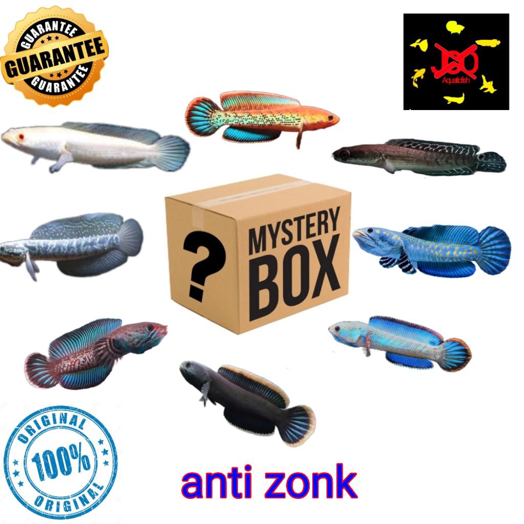 MYSTERY box berisi Channa random anti zonk