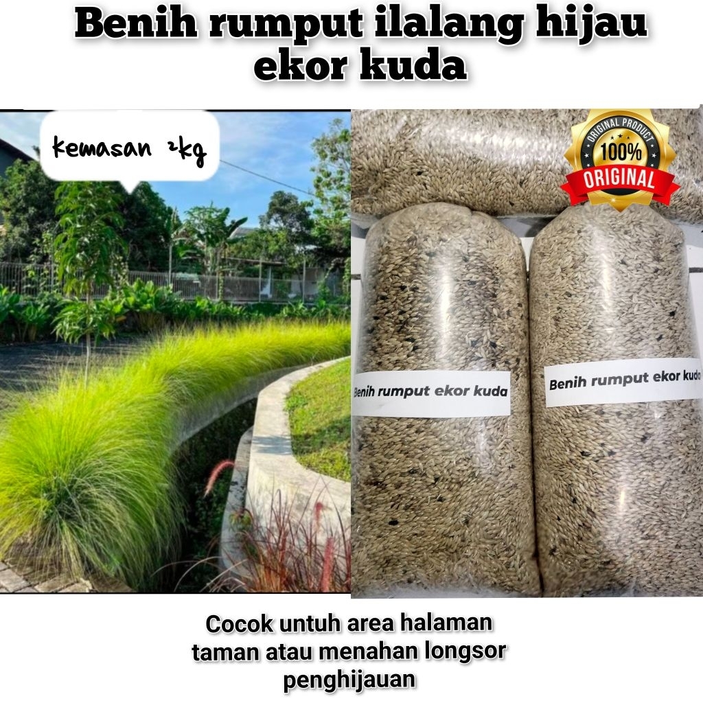 benih rumout ilalang/alang alang hijau ekor kuda 2kg