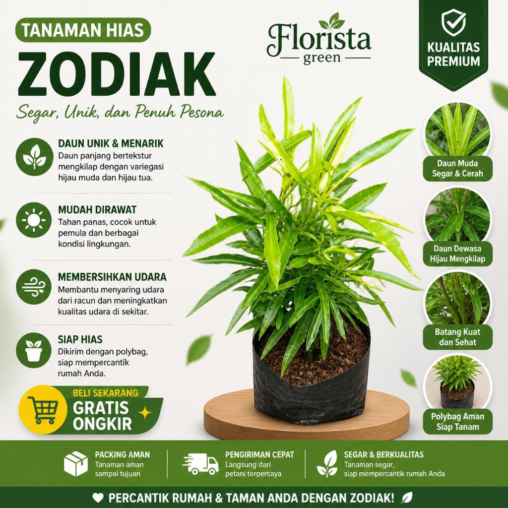 Bisa COD Tanaman Hias Zodiak Pengusir Nyamuk Alami Harum Bebas Nyamuk Tanaman Indoor & Outdoor