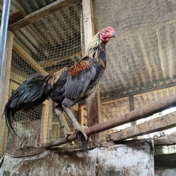 anakan pakhoy umur 2 bulanan