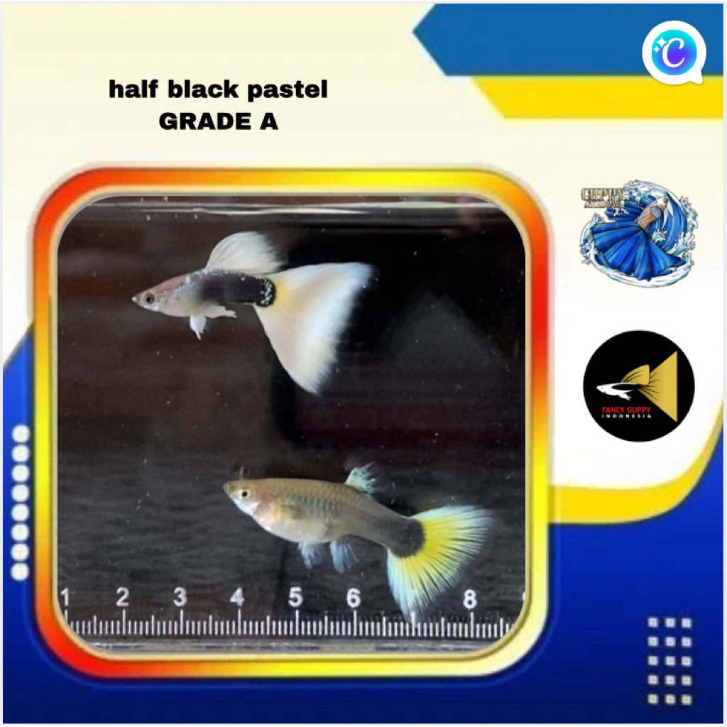 guppy half black pastel sepasang grade A, hiasan aquarium