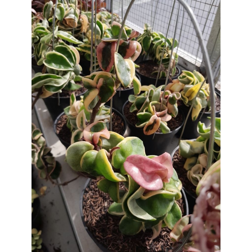 Hoya Carnosa Compacta Regalis