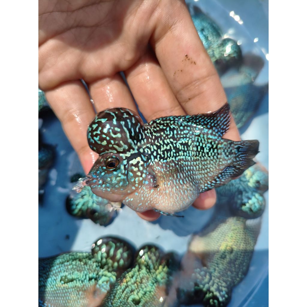 Ikan Louhan Blue Pearl – Jenong Besar, Mutiara Full, Super Gacor