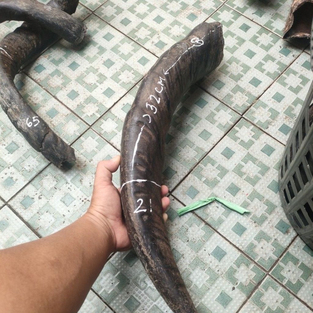 tanduk kerbau cocok untuk gagang dan sarung pisau sembelih