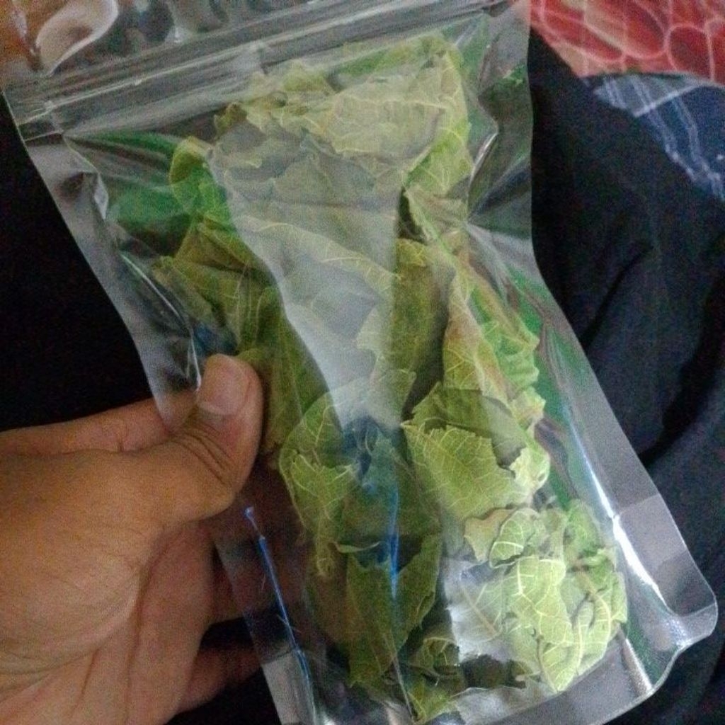 daun buah tin segar - teh herbal asli buah tin-50g