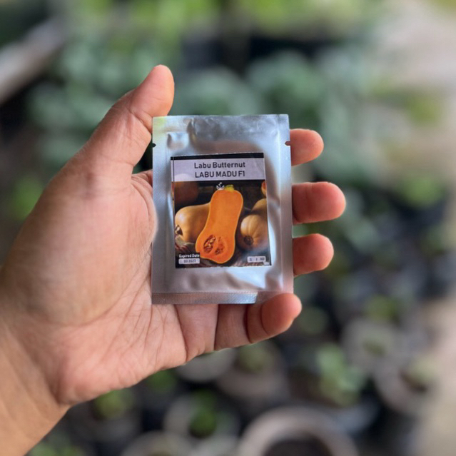 2 Biji - Benih Labu Butternut Hibrida LABU MADU F1 , Cap Panah Merah
