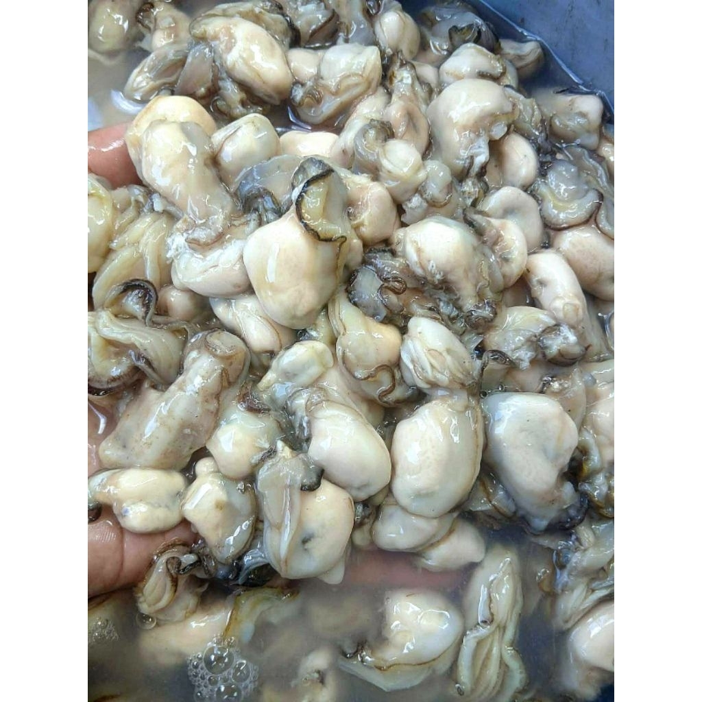 Tiram / Oyster Kupas Fresh Bersih Alami