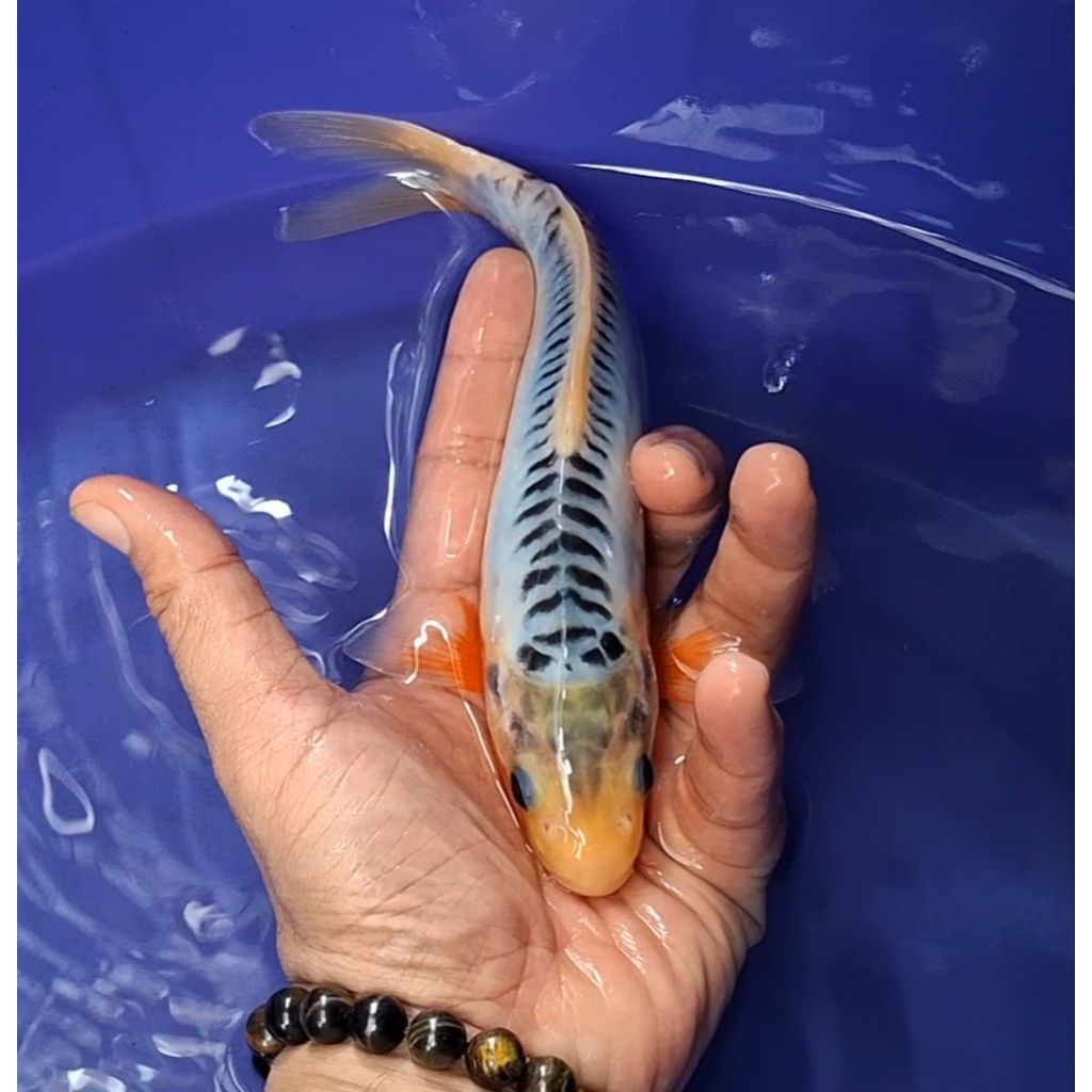 Ikan Koi Blitar Jenis Shusui / Rumah Koi Jakarta / kode 001
