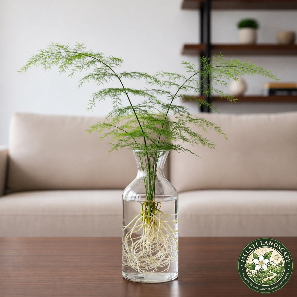 Tanaman media air asparagus fern - tanaman asparagus fern