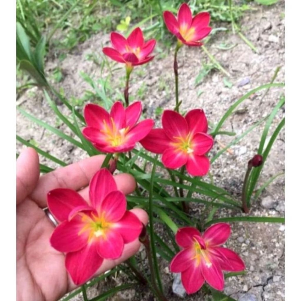 Tanaman Hias Lili Hujan Bunga Merah