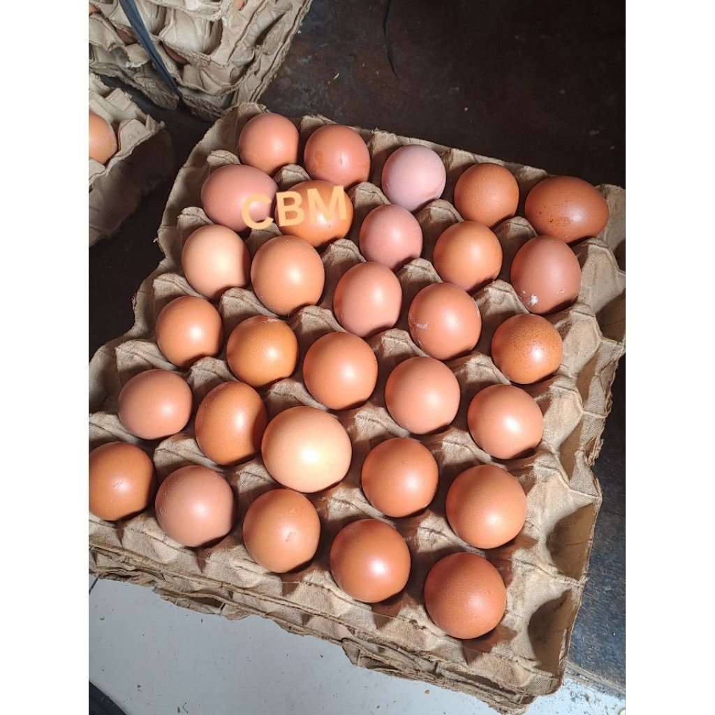 AGEN TELOR AYAM NEGERI ISI 1 KG (15 -18 BUTIR )