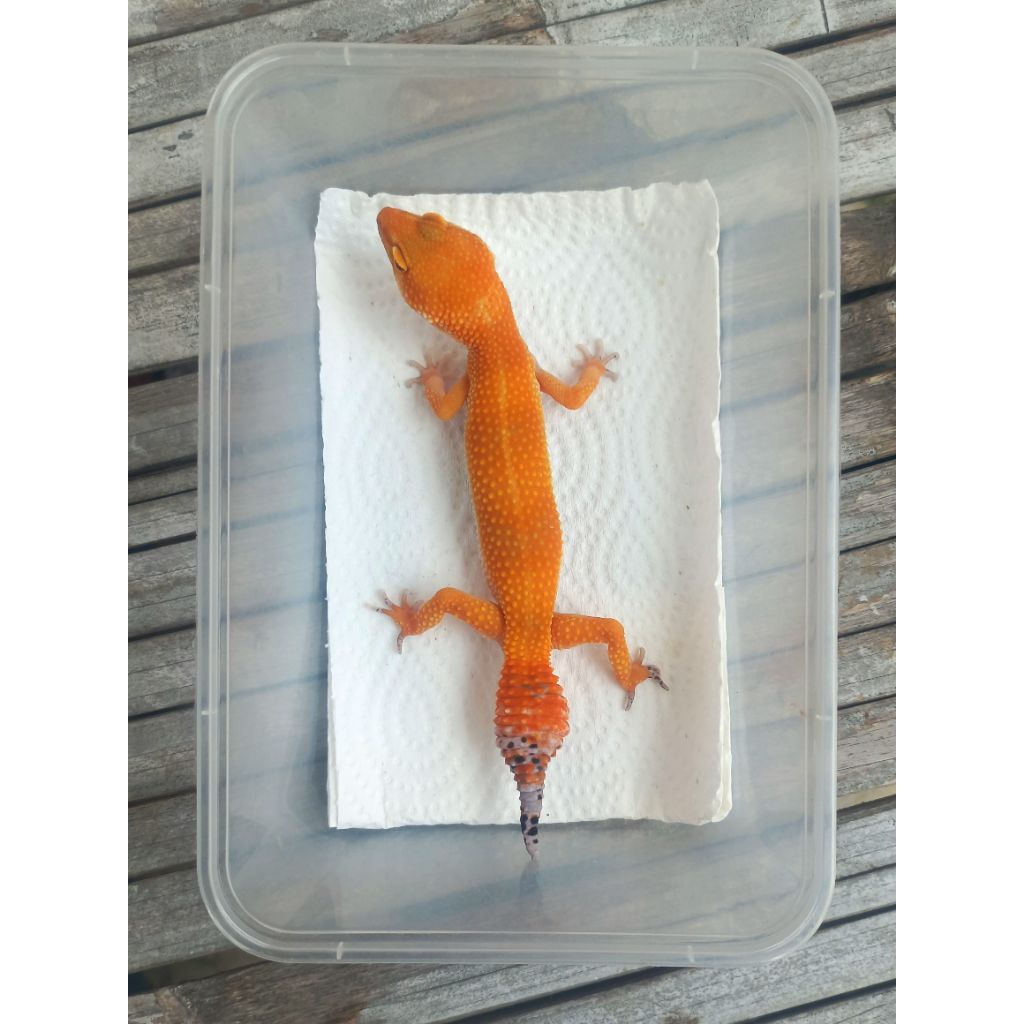 MAINAN GECKO SHTCTB MINUS ADULT SESUAI FOTO