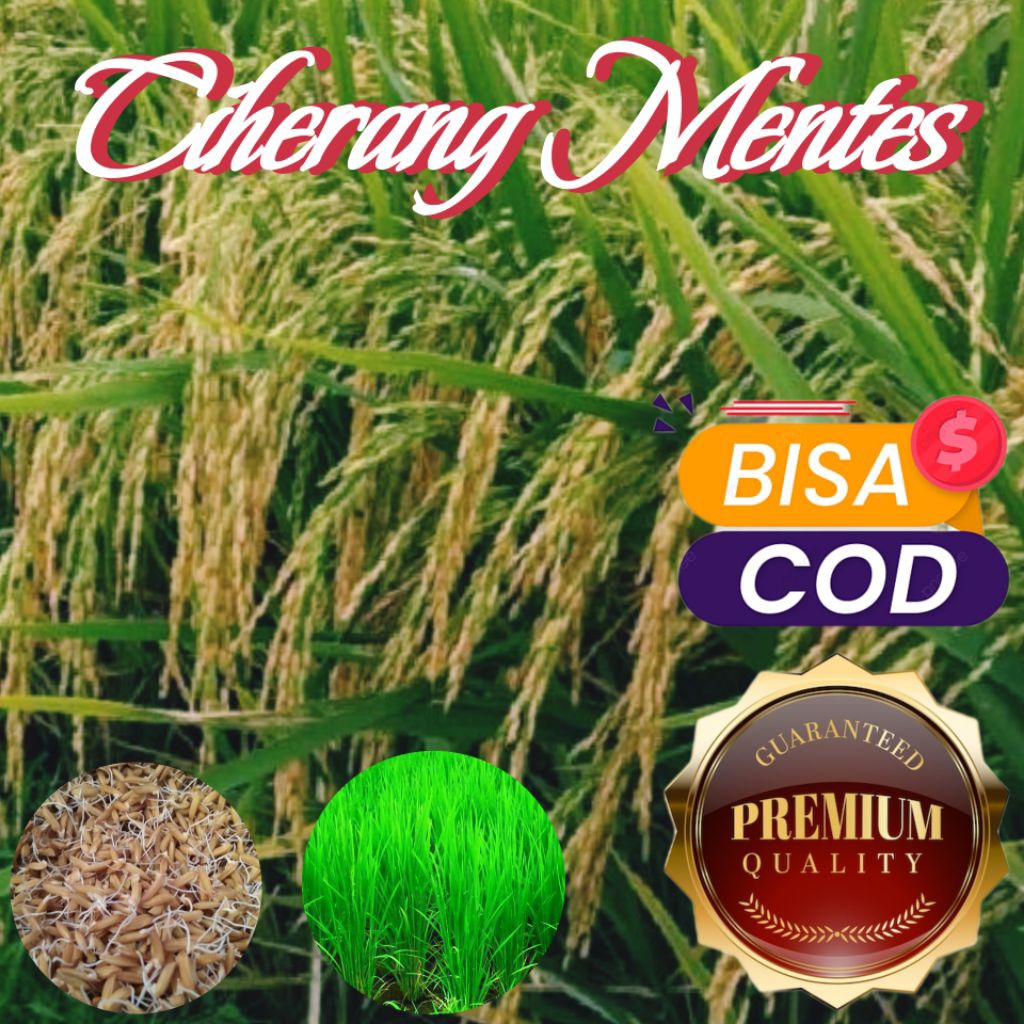 Benih Padi Ciherang Mentes Asli Original Berkualitas Unggul Premium Kemasan 5kg