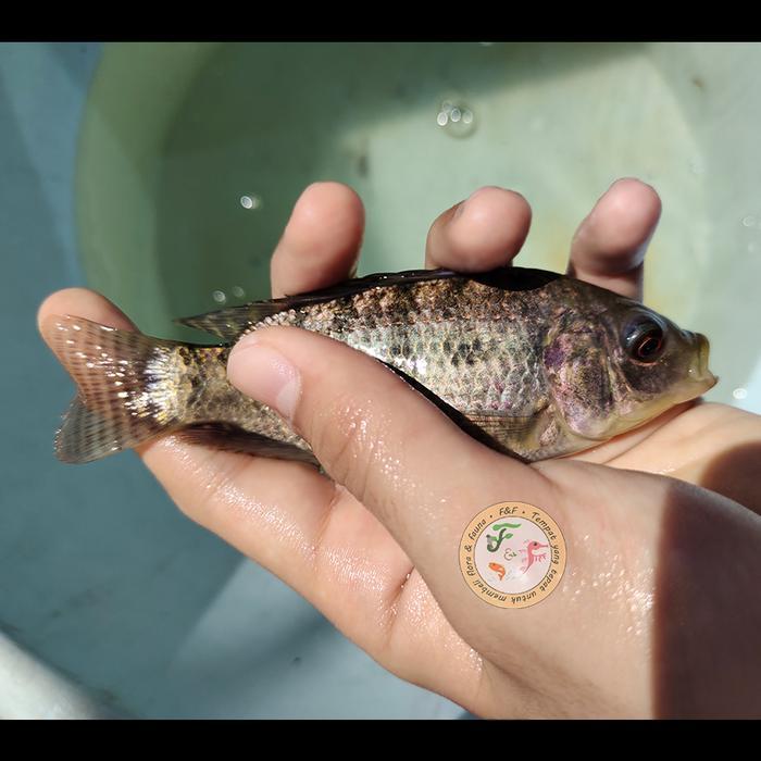 Bibit Ikan NILA HITAM HIDUP, SEHAT| Ukuran 12-14 cm