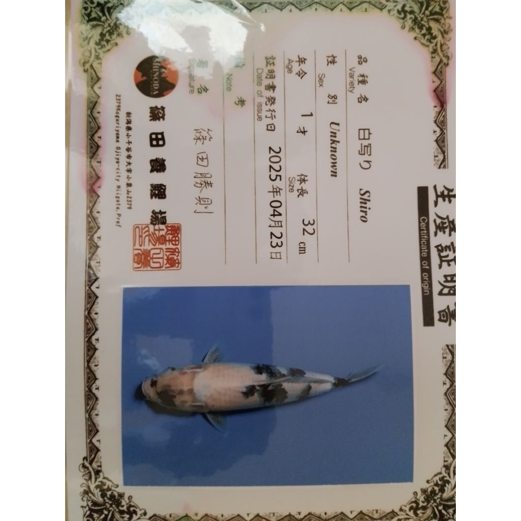 Ikan koi jenis Shiro import sertifikat 33cm