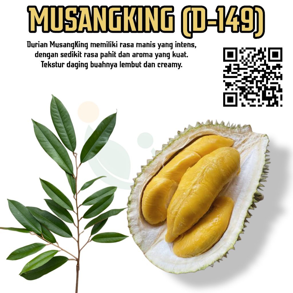 BIBIT DURIAN MUSANGKING  tinggi 40-50cm. media tanah utuh dalam polibag.