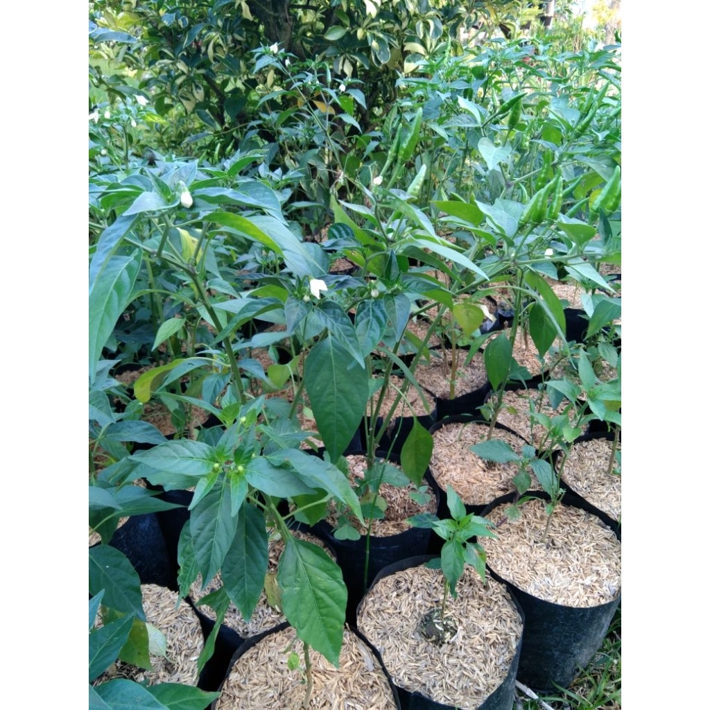 Bibit tanaman Cabe hijau lalap