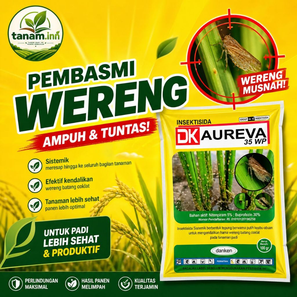 DK AUREVA 35 WP KEMASAN 100 Gr | Tanam.inn Insektisida Pembasmi Wereng Batang Coklat Pada Padi Untuk