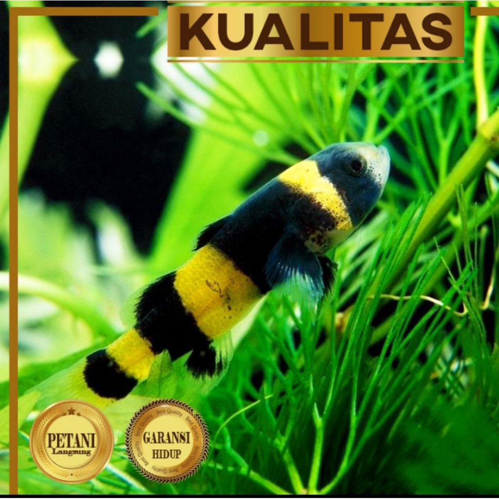 Anakan Mini Goby Bumblebee Ikan Hias