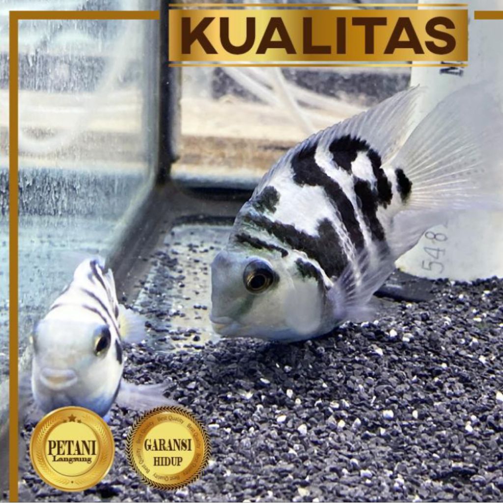 Blue Polar Parrot Cichlid Ikan Hias Aquascape